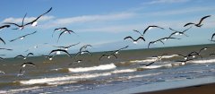 monte-hermoso-104.jpg